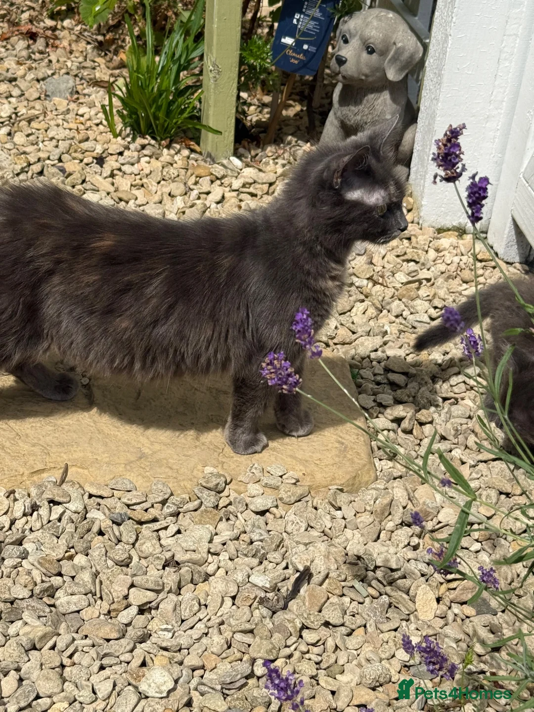 Mixed Breed cats for sale: Kitten s - Advert 1