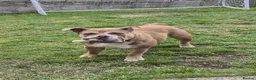 English Bulldog dogs for sale: English Bulldog 2 year old female spayed KC Reg - Advert 4