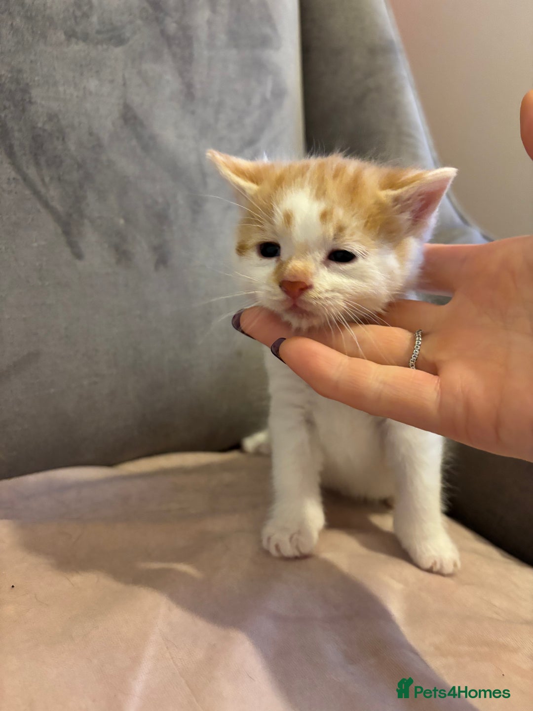 Mixed Breed cats for sale: Kittens stunning Mainecoon cross babies 🐈❤️ - Advert 2