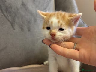 Mixed Breed cats Kittens stunning Mainecoon x bengal 2 left ❤️😊 - Advert 16