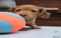 Miniature Dachshund dogs for sale: Miniature dachshunds - READY TO GO - Image 18