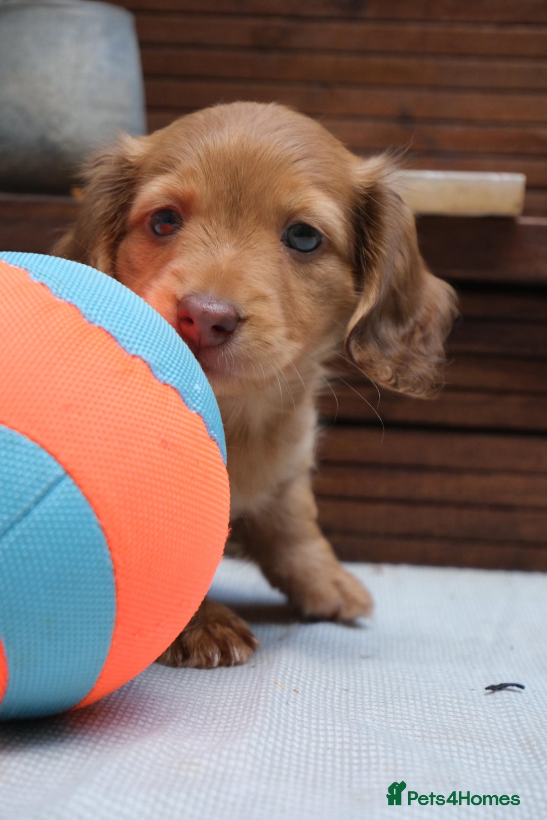 Miniature Dachshund dogs for sale: Miniature dachshunds - READY TO GO - Image 18