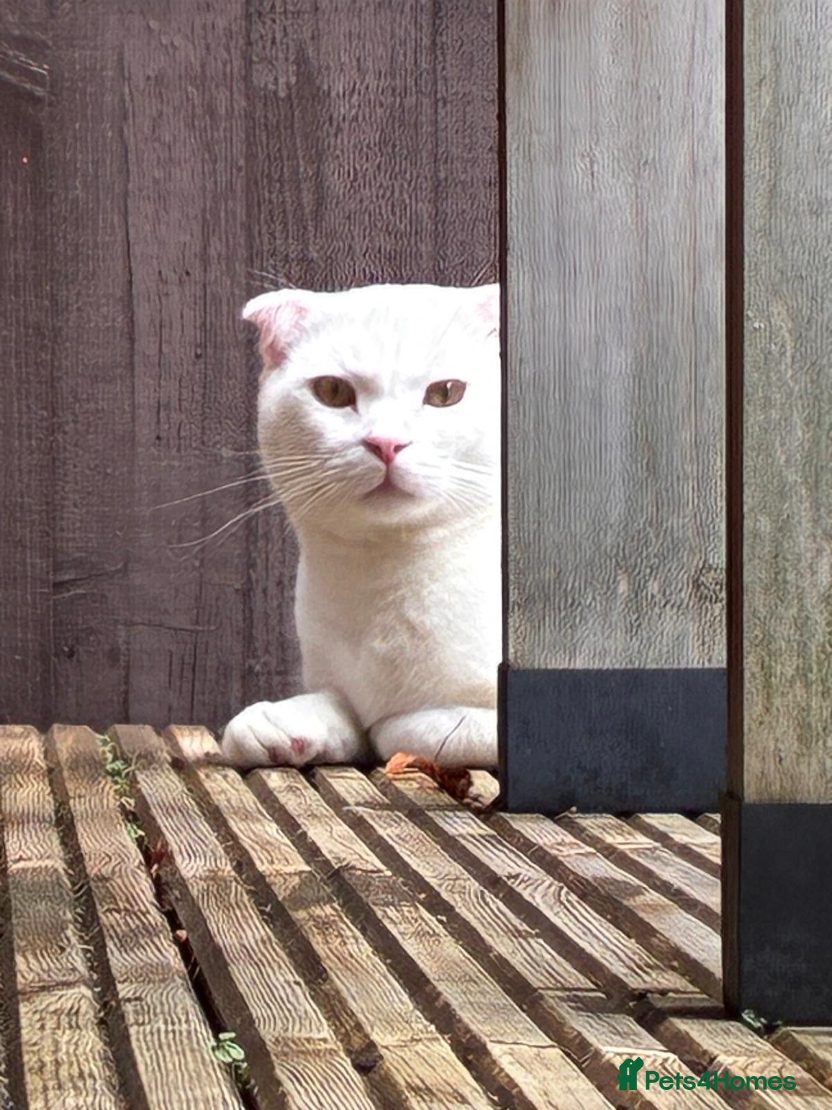 Mixed Breed cats Sold white male Turkish Angora/Domestic Short Hair - Advert 10