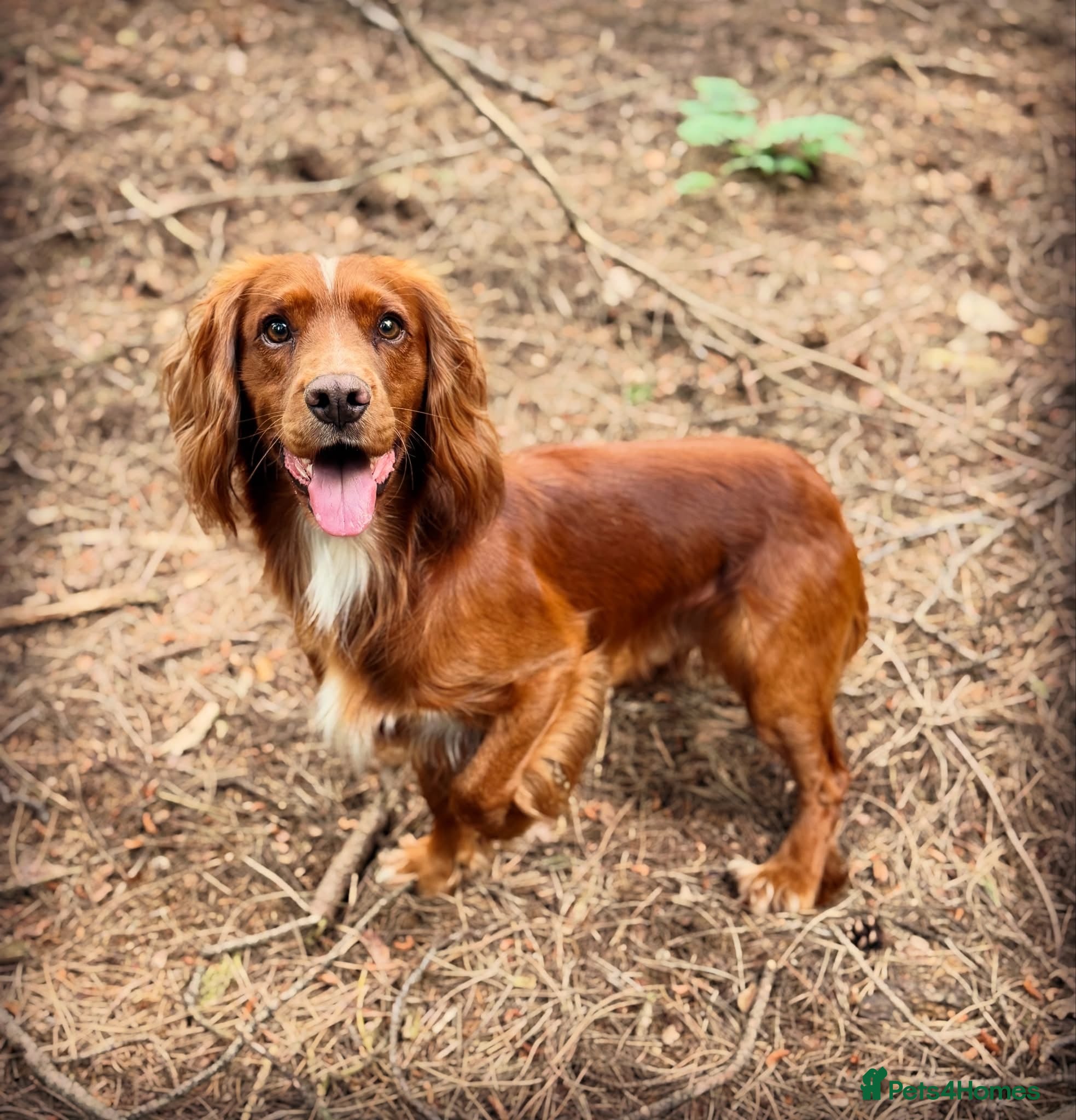 Cocker Spaniel dogs Extensively health tested. Carries tan. KC reg.  - Advert 8