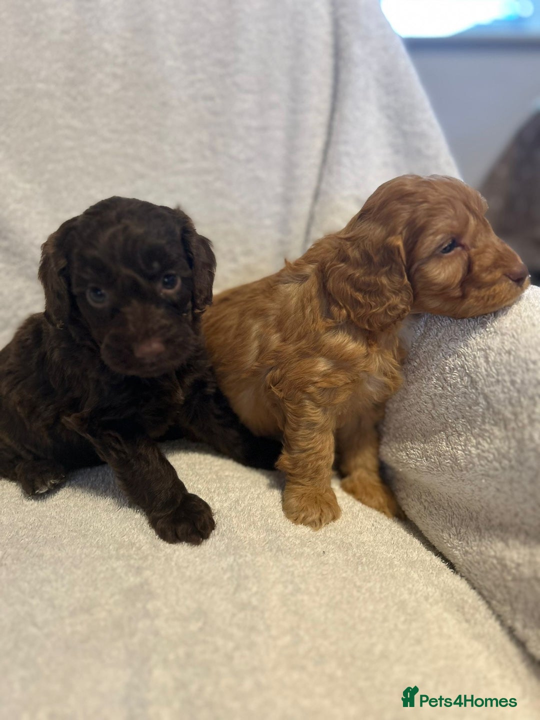Cockapoo dogs for sale: Beautiful cockapoo puppies  - Advert 5