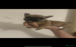 French Bulldog dogs for sale: Fluffy French bulldog puppies - Image 8