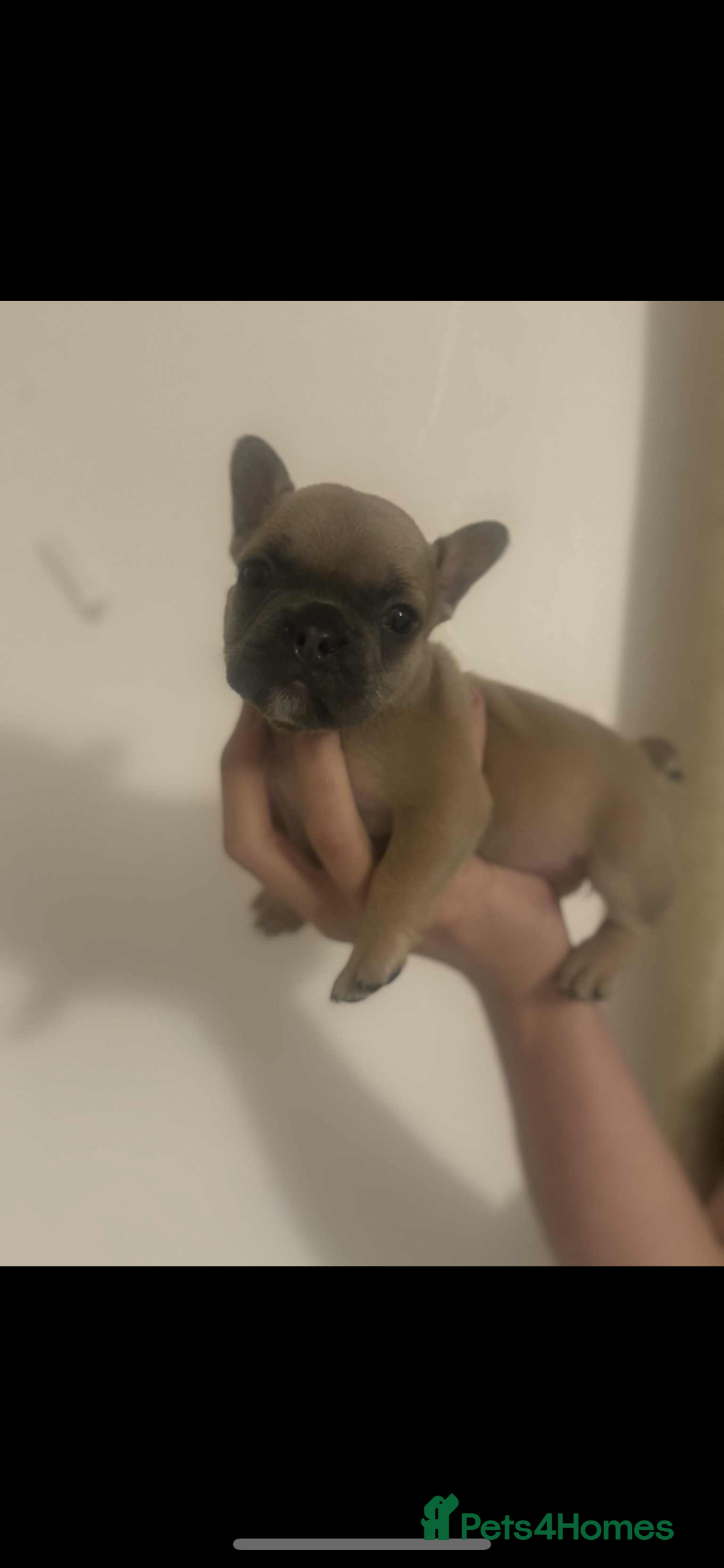 French Bulldog dogs for sale: Fluffy French bulldog puppies - Image 8