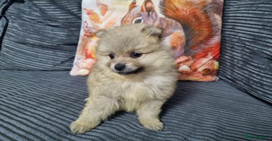 Pomeranian dogs - Advert 5