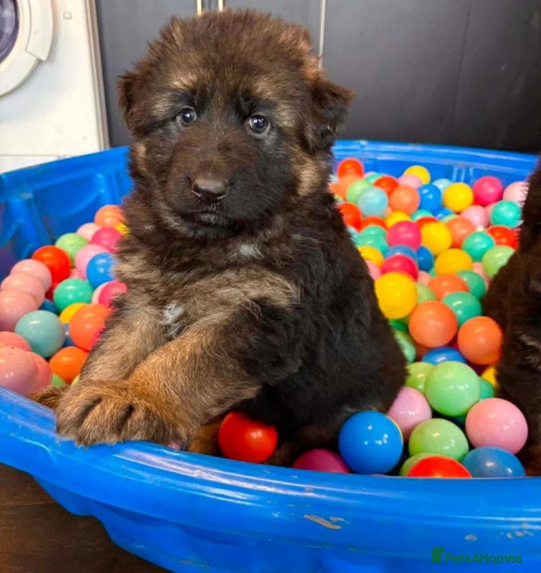 German Shepherd dogs for sale: Stunning Pedigree Female German Shepherd Puppy - Advert 3