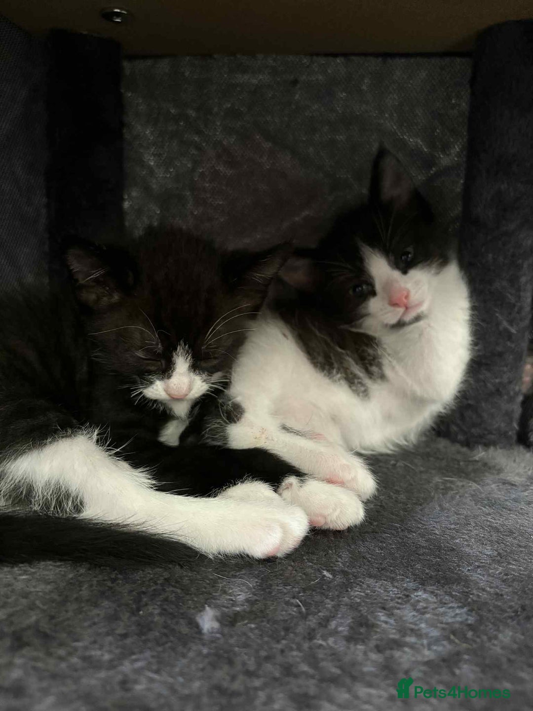 British Shorthair cats for sale: 2 kittens for sale  - Image 7
