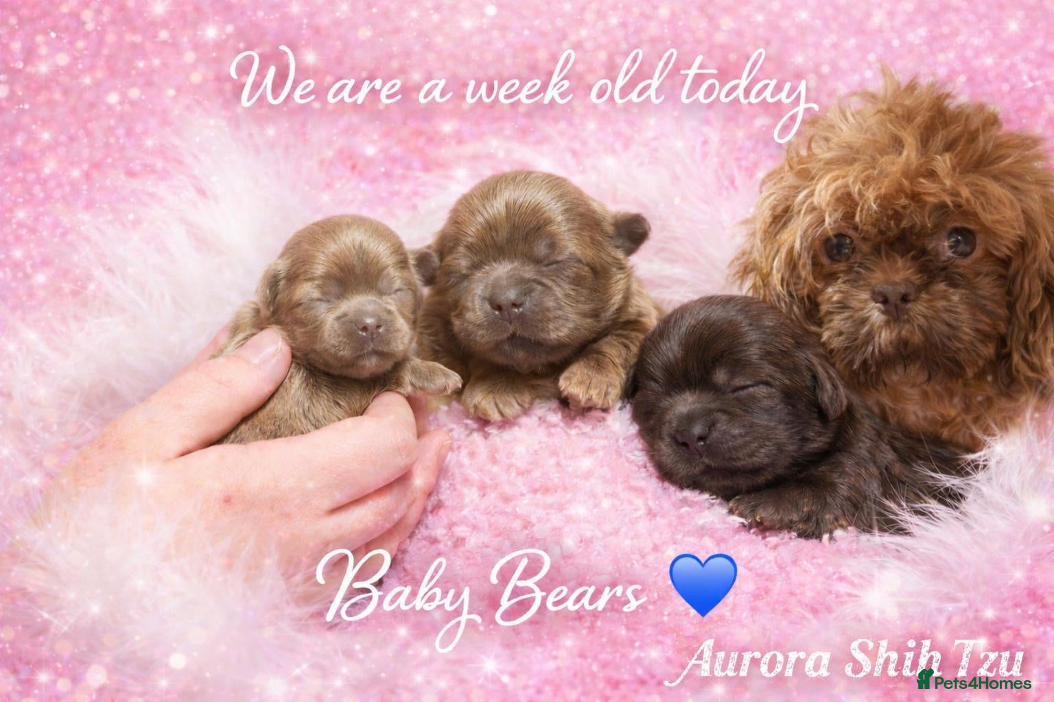 Shih Tzu dogs Exceptional KC Registered Health Tested - Advert 5