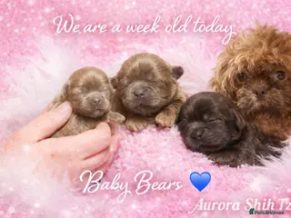 Shih Tzu dogs Exceptional KC Registered Health Tested - Advert 6