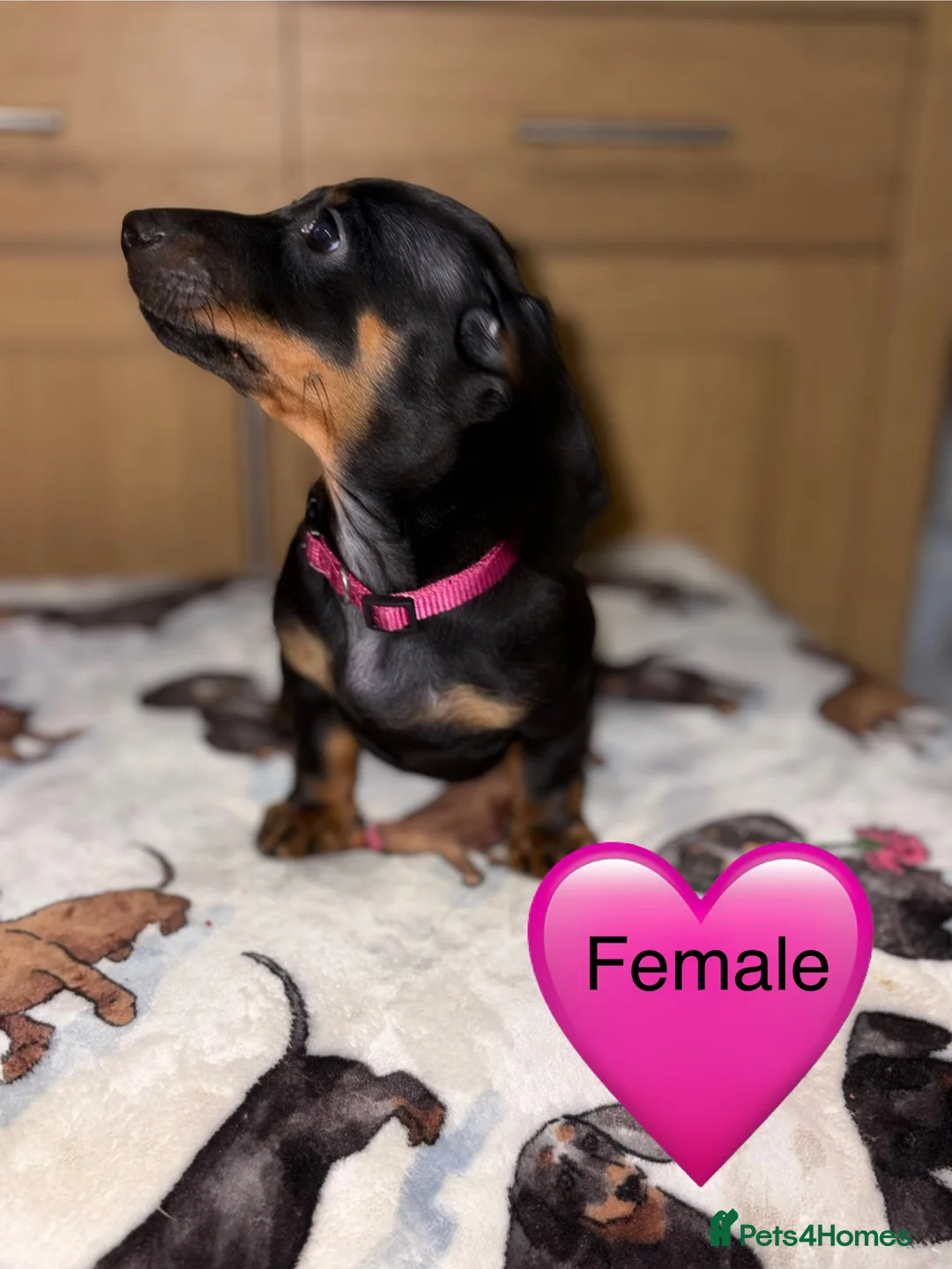 Miniature Dachshund dogs for sale: Stunning Black and Tan smooth fur dachshund pups - Advert 14