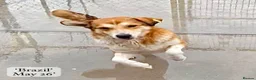 Mixed Breed dogs for adoption: Brazil, 5-6 yrs old. Available for adoption. in Brixham - Advert 5