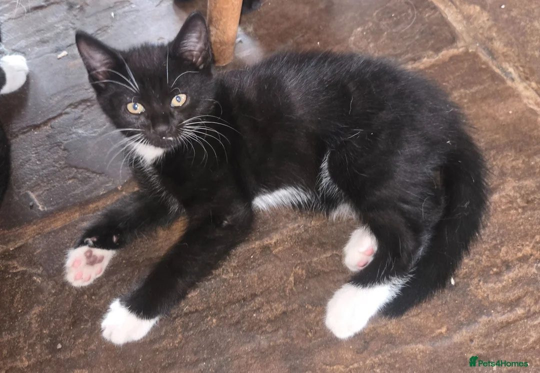 Mixed Breed cats for sale: Beautiful black and white male kitten for sale.  - Advert 2
