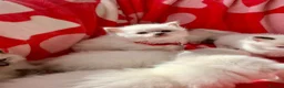 Ragdoll cats for sale: Beautiful bicolour & point Ragdoll kittens  - Advert 12
