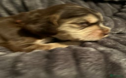 Cocker Spaniel dogs for sale: 🐾Cocker Spaniel Puppies-Ready in 5 Weeks🐾 - Image 36