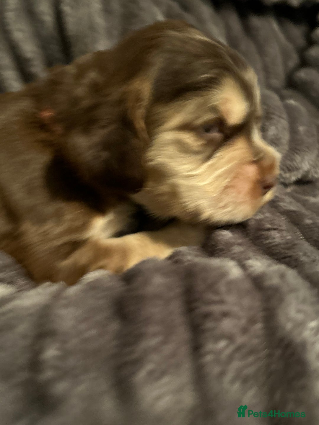 Cocker Spaniel dogs for sale: 🐾Cocker Spaniel Puppies-Ready in 5 Weeks🐾 - Image 36