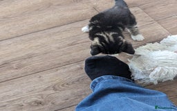 Domestic Shorthair cats for sale: 4 beautiful kittens - Image 16