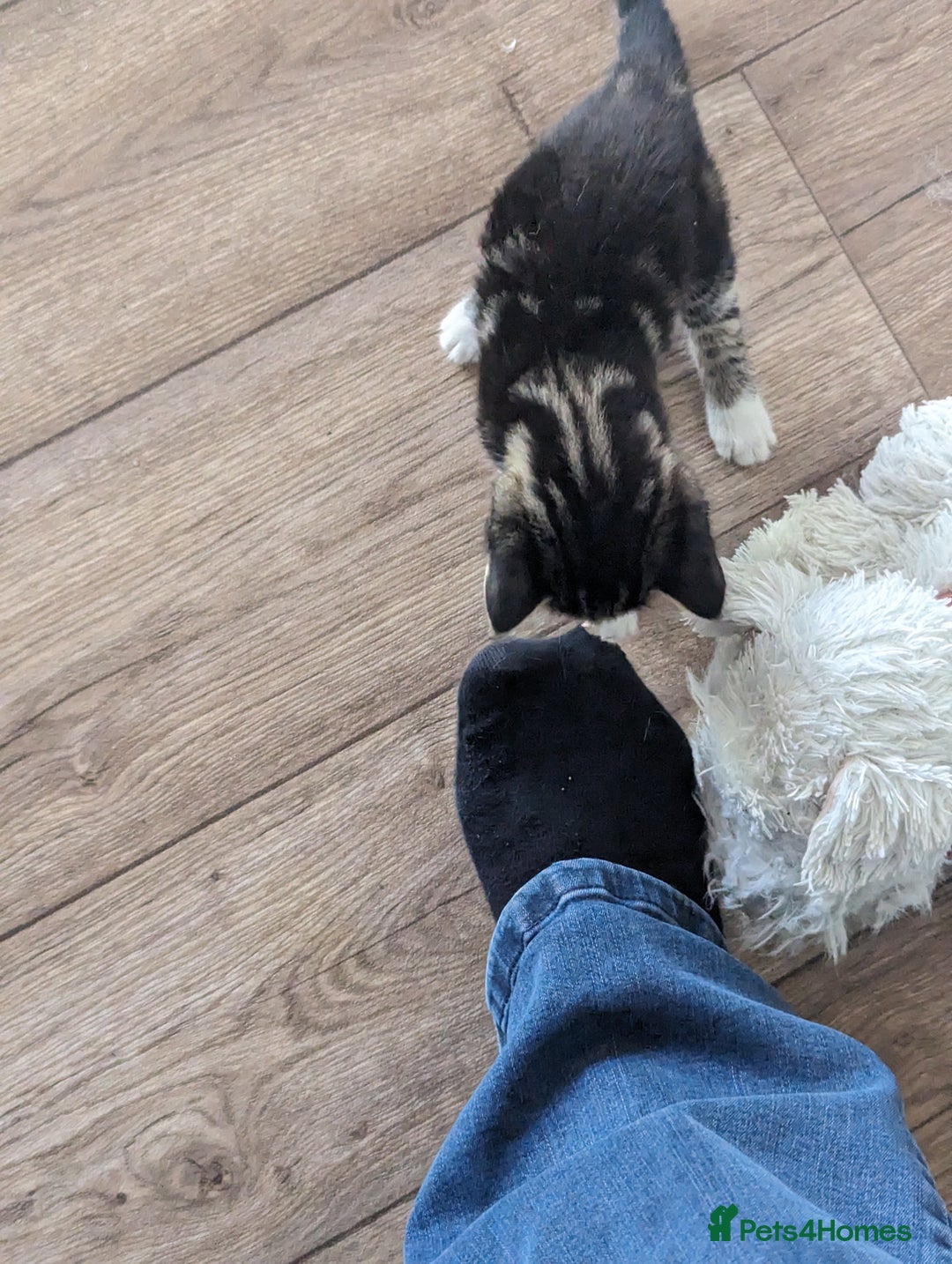 Domestic Shorthair cats for sale: 4 beautiful kittens - Image 16
