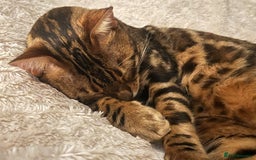 Bengal cats for sale: MUST GO TOGETHER  - Advert 17