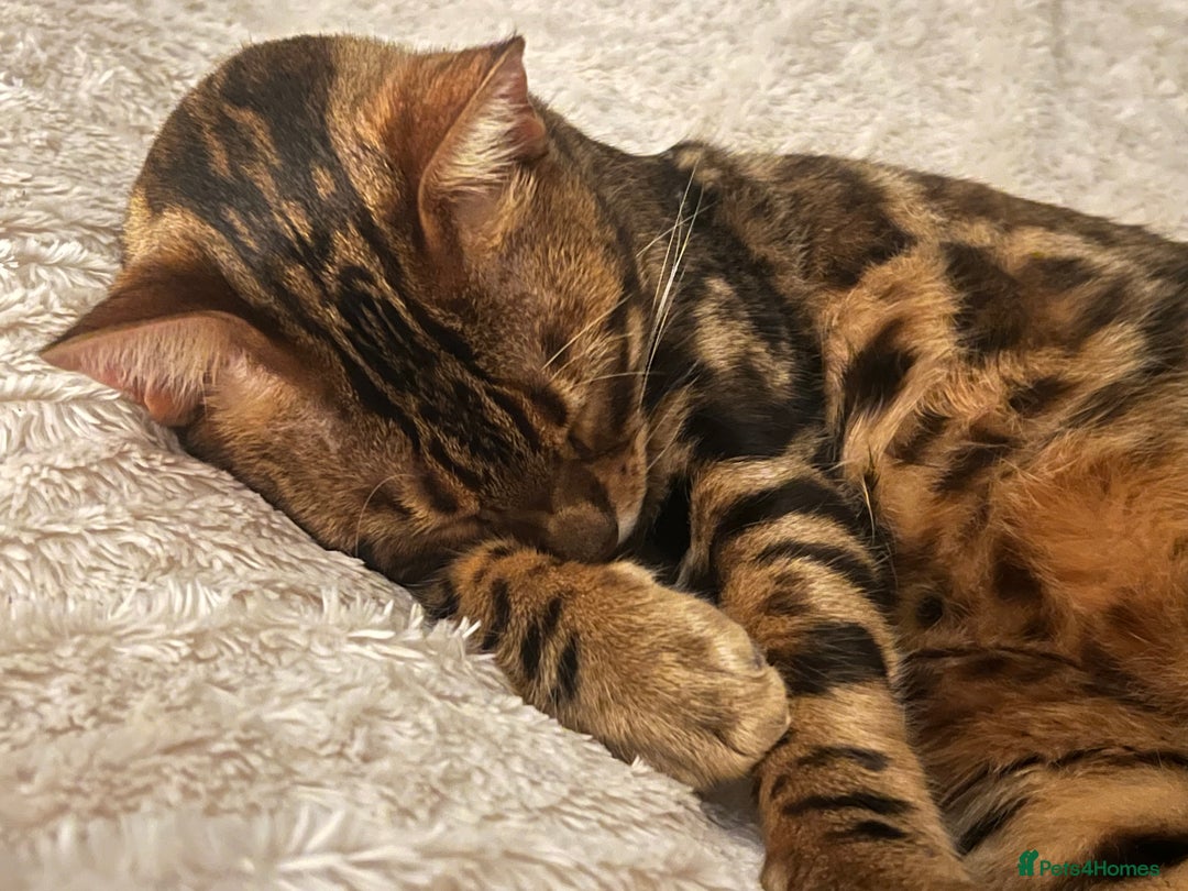 Bengal cats for sale: MUST GO TOGETHER  - Advert 17