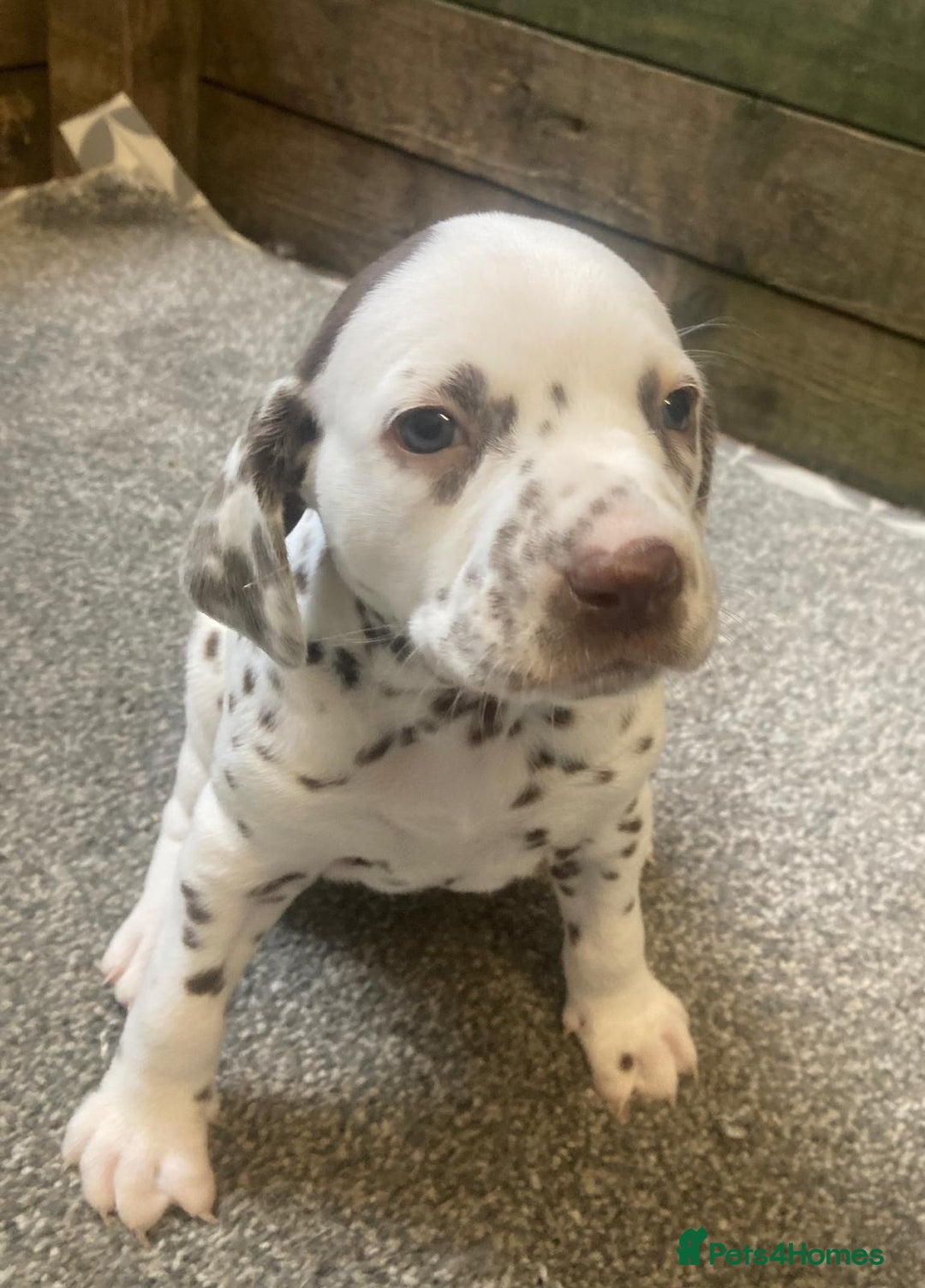 Dalmatian dogs for sale: KC Dalmatian Puppies  - Image 12