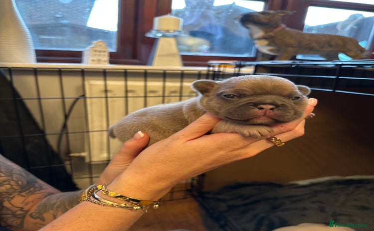 French Bulldog dogs - Advert 4