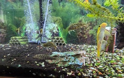 Angelfish fish for sale: All fish 100£ - Image 8