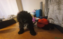 Shihpoo dogs for sale: Shihpoo puppy for sale  - Advert 6