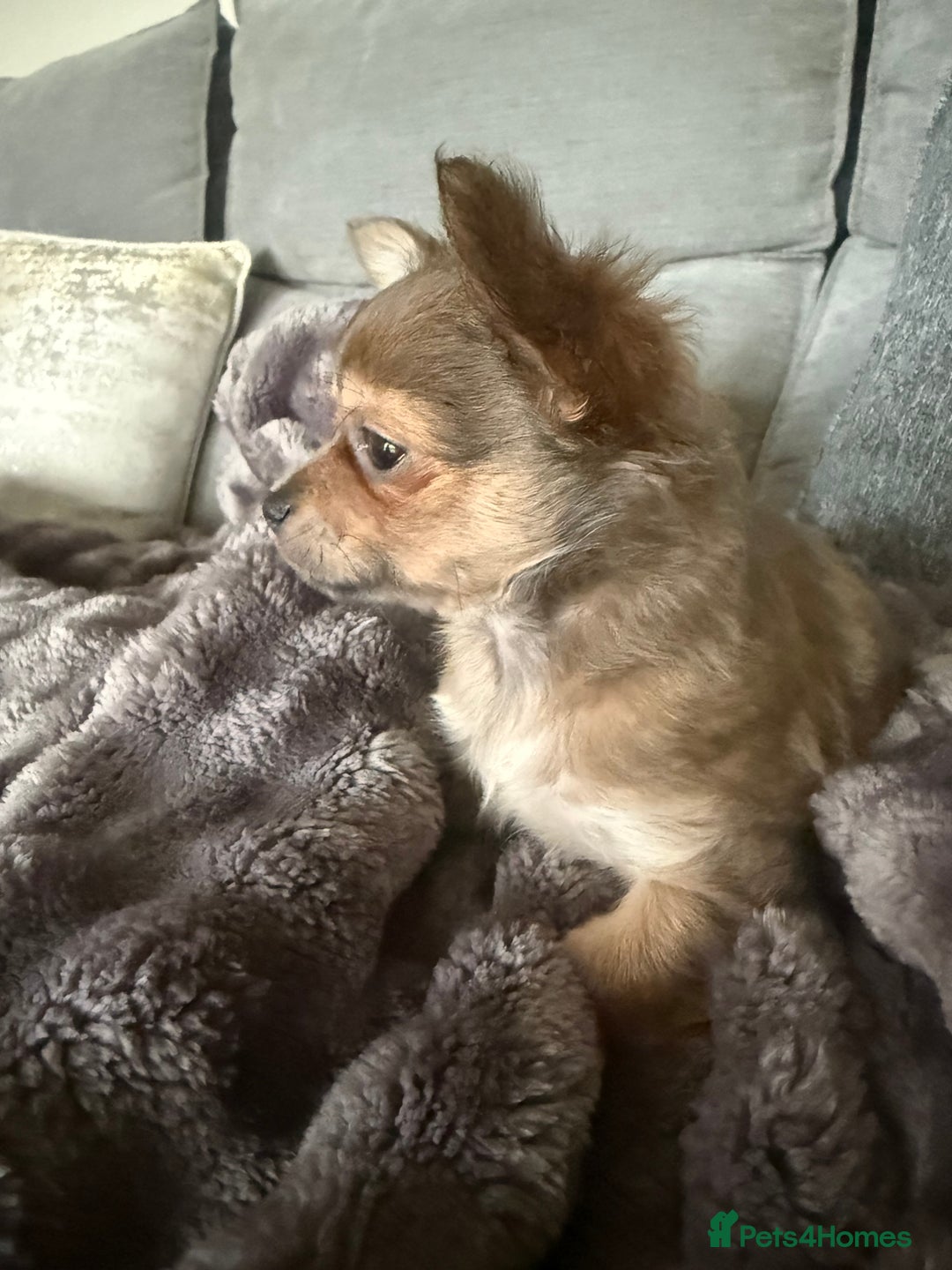 Chihuahua dogs for sale: Female Chihuahua Ready now   - Advert 5