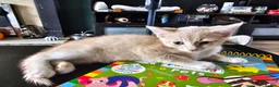Mixed Breed cats for sale: 4 adorable female kittens for sale  - Advert 23
