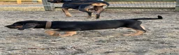 Bloodhound dogs for sale: Bloodhound puppies  in Dereham - Advert 12