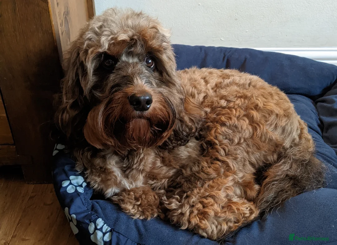 Cockapoo dogs for stud: Stunning Sable F1 Cockapoo DNA health tested clear in Cannock - Advert 15