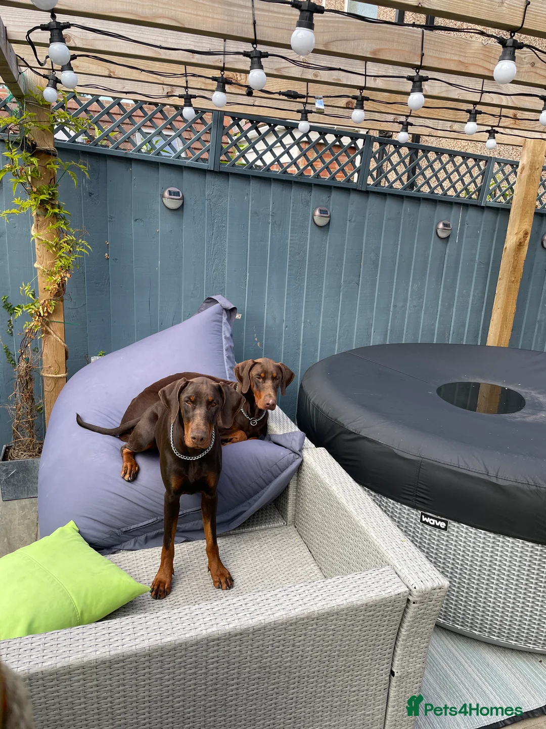 Gallery Image {{count}}