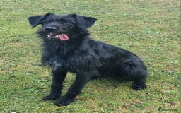 Mixed Breed dogs for sale: Shepadoodle  - Advert 3