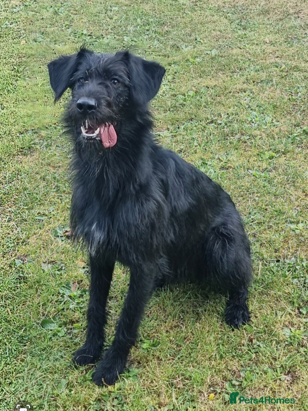 Mixed Breed dogs for sale: Shepadoodle  - Advert 3