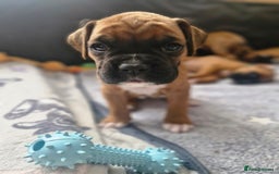 Boxer dogs for sale: Gorgeous Litter of 9 KC Registered Boxer Puppies - Image 12