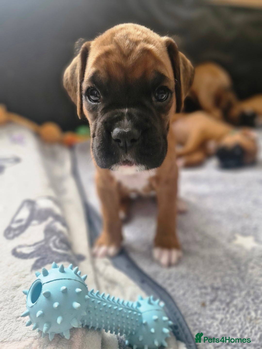 Boxer dogs for sale: Gorgeous Litter of 9 KC Registered Boxer Puppies - Image 12