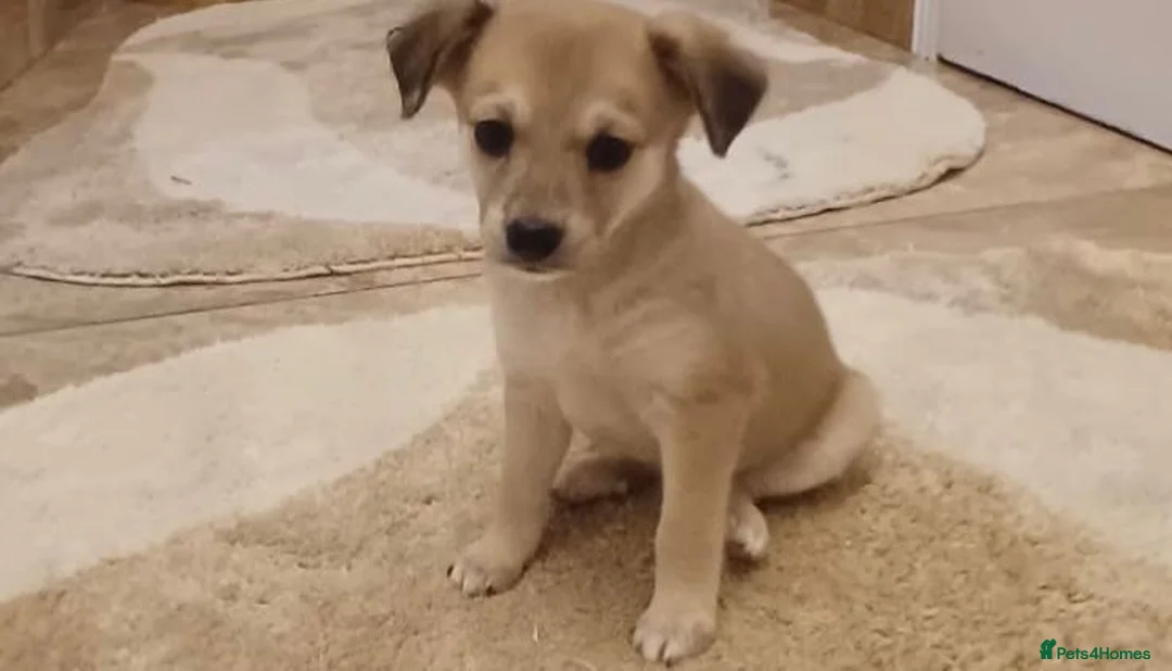 Chihuahua dogs for sale: Chihuahua Puppies  - Advert 4