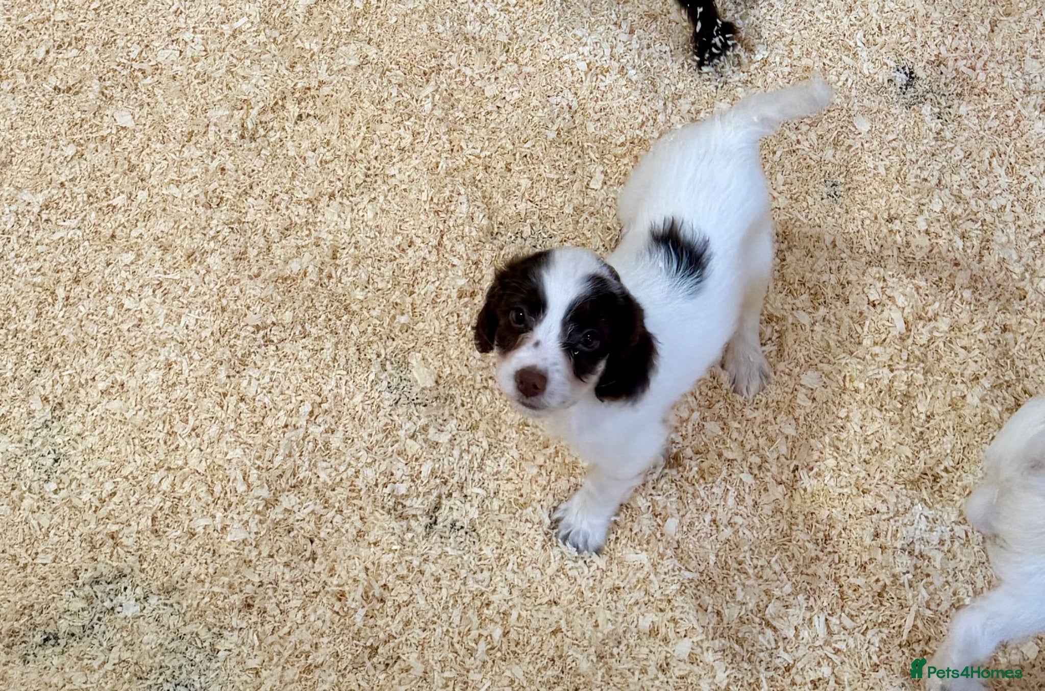 Sproodle dogs Sproodle Puppies from experienced, licensed breedr - Advert 1