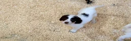 Sproodle dogs for sale: Sproodle Puppies from experienced, licensed breedr - Advert 9