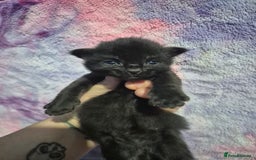 Mixed Breed cats for sale: Gorgeous kittens long and short haired - Image 30