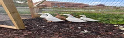 Ducks poultry for sale: POL Aylesbury ducks  - Advert 3
