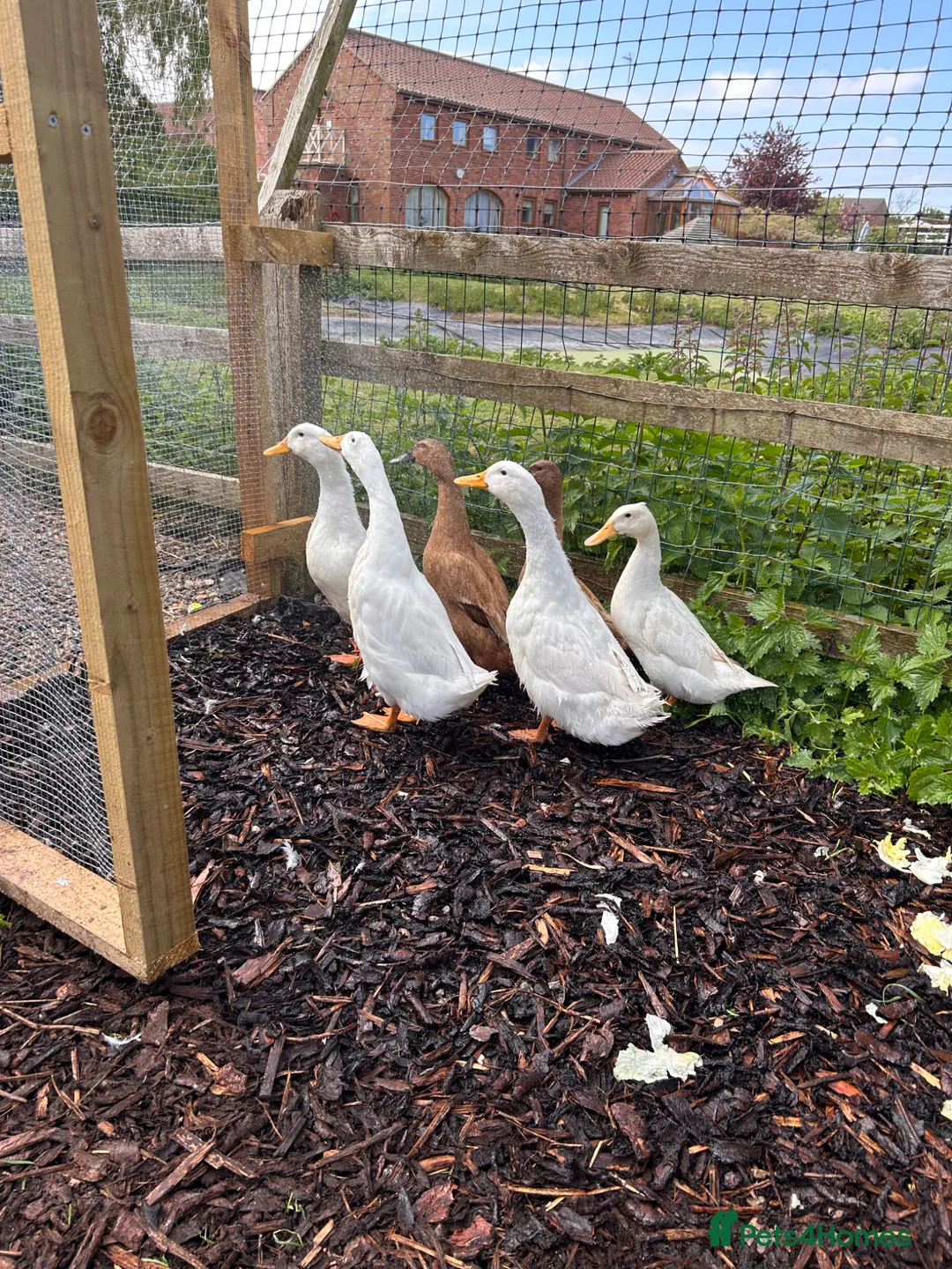 Ducks poultry for sale: POL Aylesbury ducks  - Advert 3