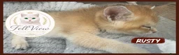 British Shorthair cats for sale:  Beautiful BSH Pedigree Kittens • Ready July 7th - Advert 11