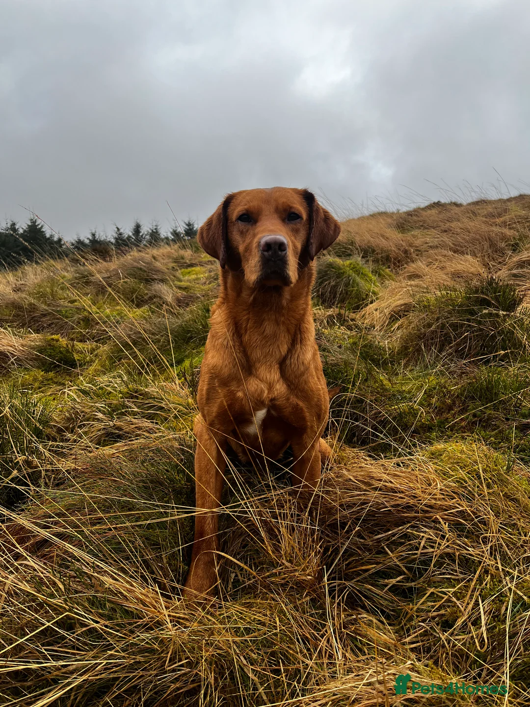 Labrador Retriever dogs for stud: 🔸DARK RED WORKING STUD KC & FULLY HEALTH TESTED🔸 in Hawes - Advert 16