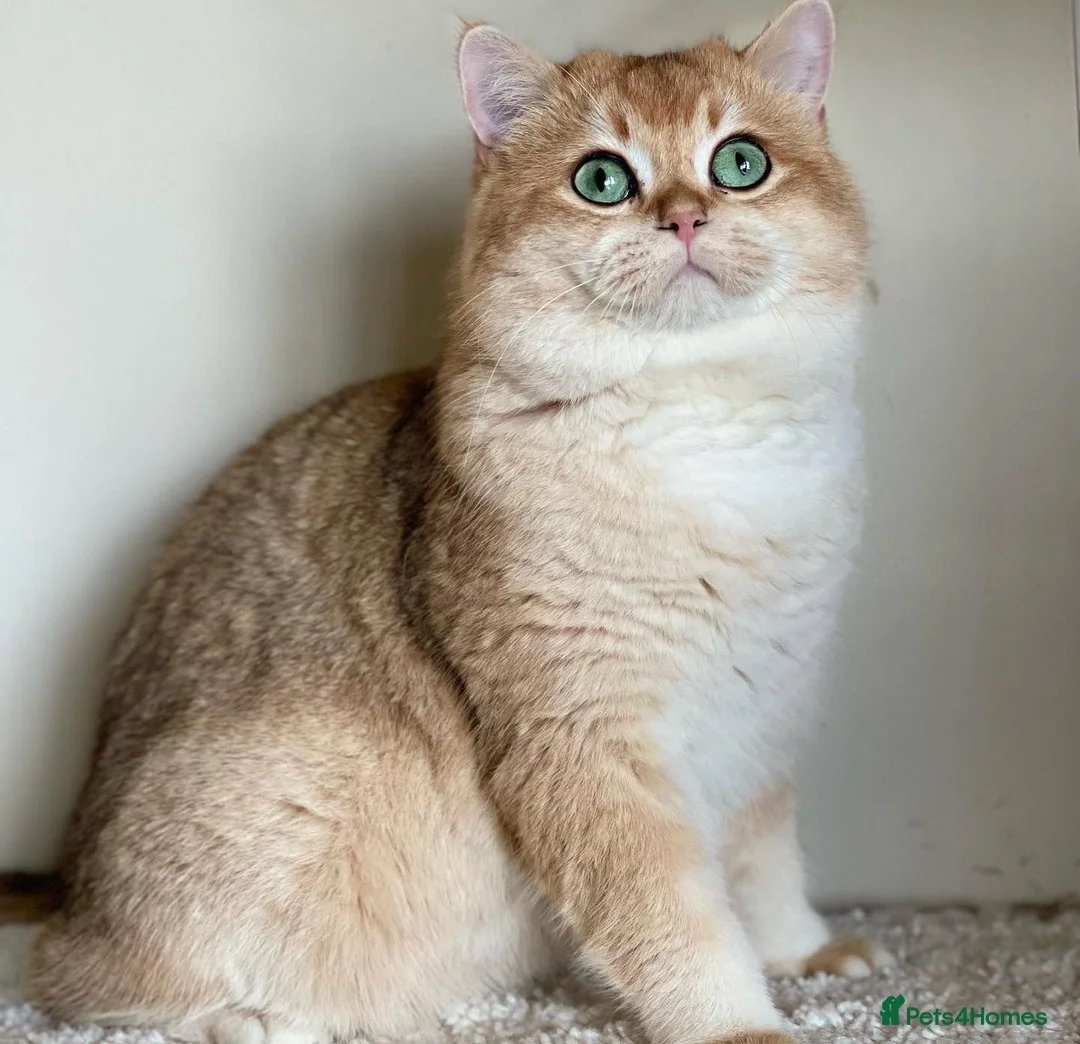 British Shorthair cats for stud: Golden British Shorthair Stud NY12 TICA Proven in London - Advert 4