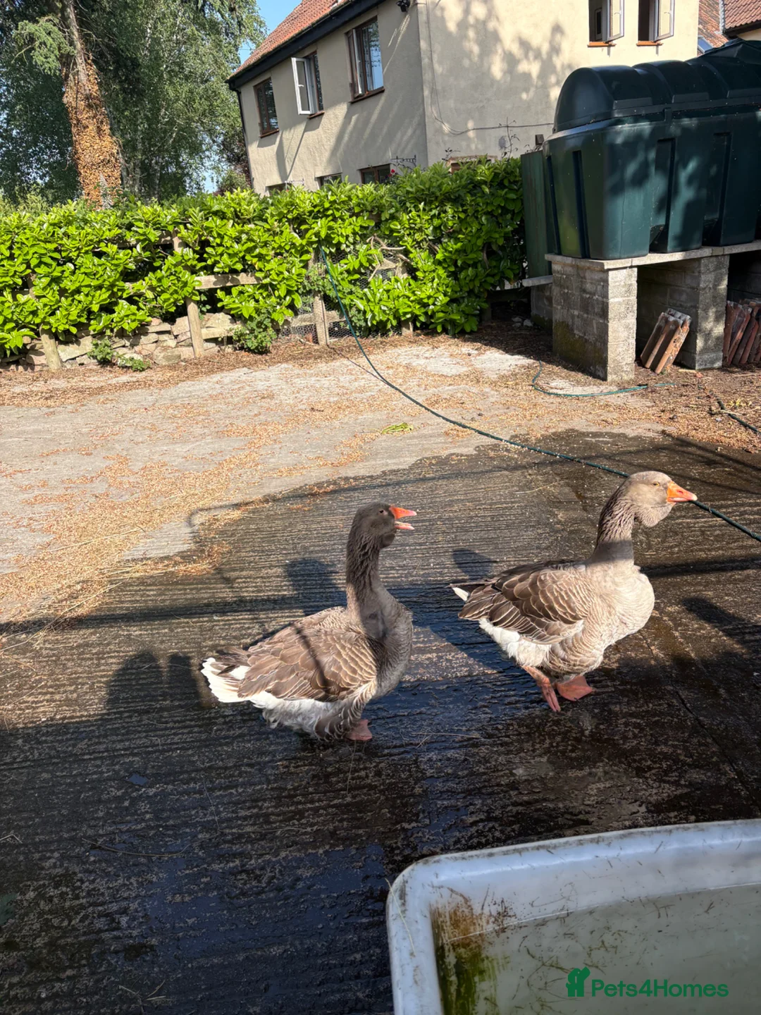 Geese poultry for sale: Giant Dewlap Toulouse Goslings x 5 in Bristol - Advert 2