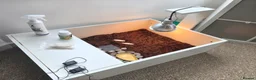 Tortoise reptiles for sale: £100 Horsefield Tortoise & Full Set up.  - Advert 4